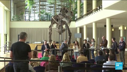 T-Rex skeleton claws in more than $6m at Swiss auction