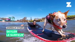 Animaux stars: Skyler est un champion de surf