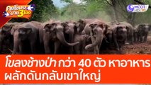 'โขลงช้างป่า' กว่า 40 ตัว หาอาหาร ผลักดันกลับเขาใหญ่ (19 เม.ย. 66) คุยโขมงบ่าย 3 โมง