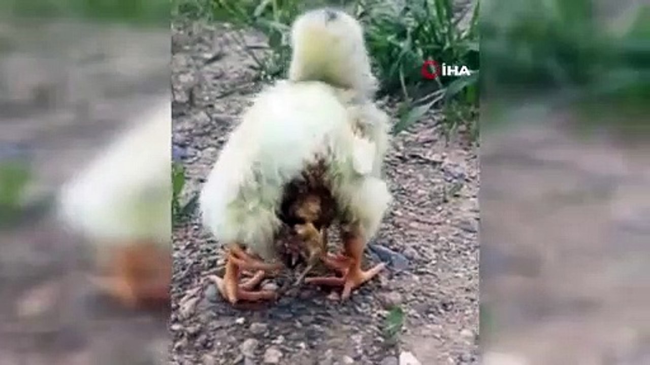 Dört bacaklı doğdu, duyan onu görmeye koştu