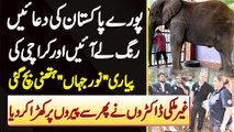 Karachi Zoo Me Elephant 