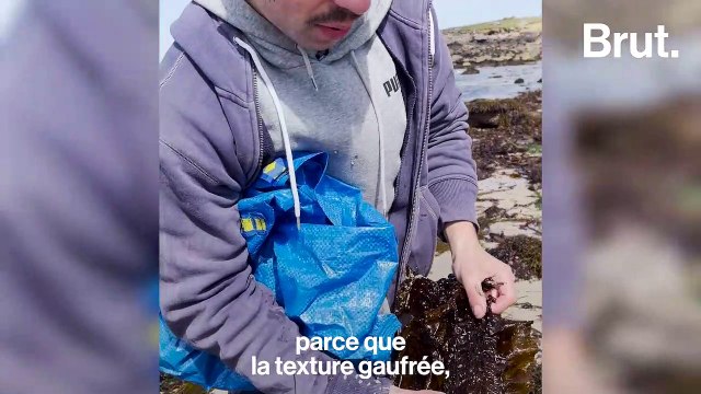 Il ramasse des algues pour en faire des vêtements
