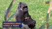 Playful Baby Gorilla Steals Our Hearts at the Zoo
