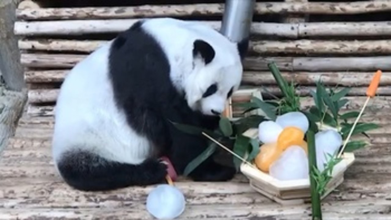 Fallece Lin Hui, el último panda cedido por China que quedaba en Tailandia