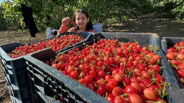 Manisa’da sezonun ilk kirazı kilogramı 800 liradan satıldı