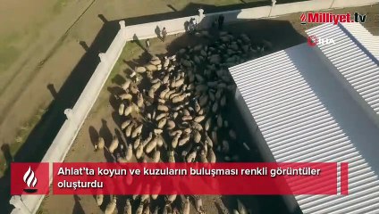 Ahlat’ta koyun ve kuzuların buluşması renkli görüntüler oluşturdu