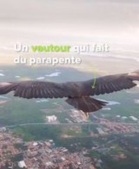 Urú le vautour noir du Brésil : la surprenante amitié avec un parapentiste !