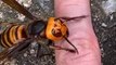 Le frelon géant, la nouvelle terreur des abeilles : découvrez cet insecte impressionnant !
