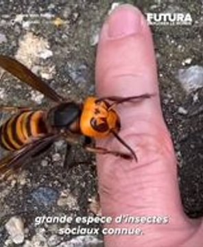 Le frelon géant, la nouvelle terreur des abeilles : découvrez cet insecte impressionnant !