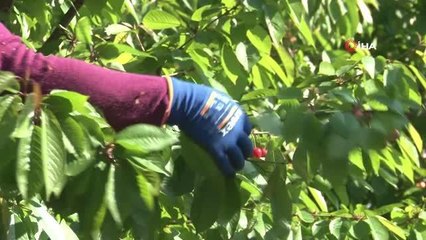 Sezonun ilk kirazı 800 TL'den satıldı