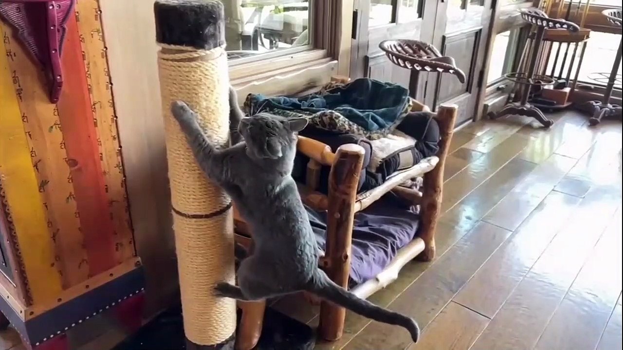 Funny cat video 2023