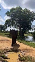 Elephant Shows Safari Tour Who's Boss