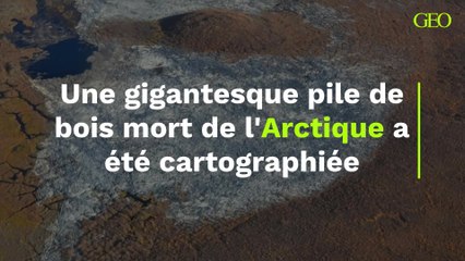 Une gigantesque pile de bois mort de l'Arctique a été cartographiée pour la première fois