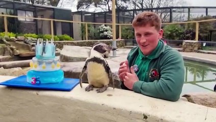 Britain's oldest penguin celebrates her 35th birthday
