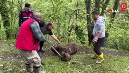 Yaralı ayının imdadına ekipler yetişti