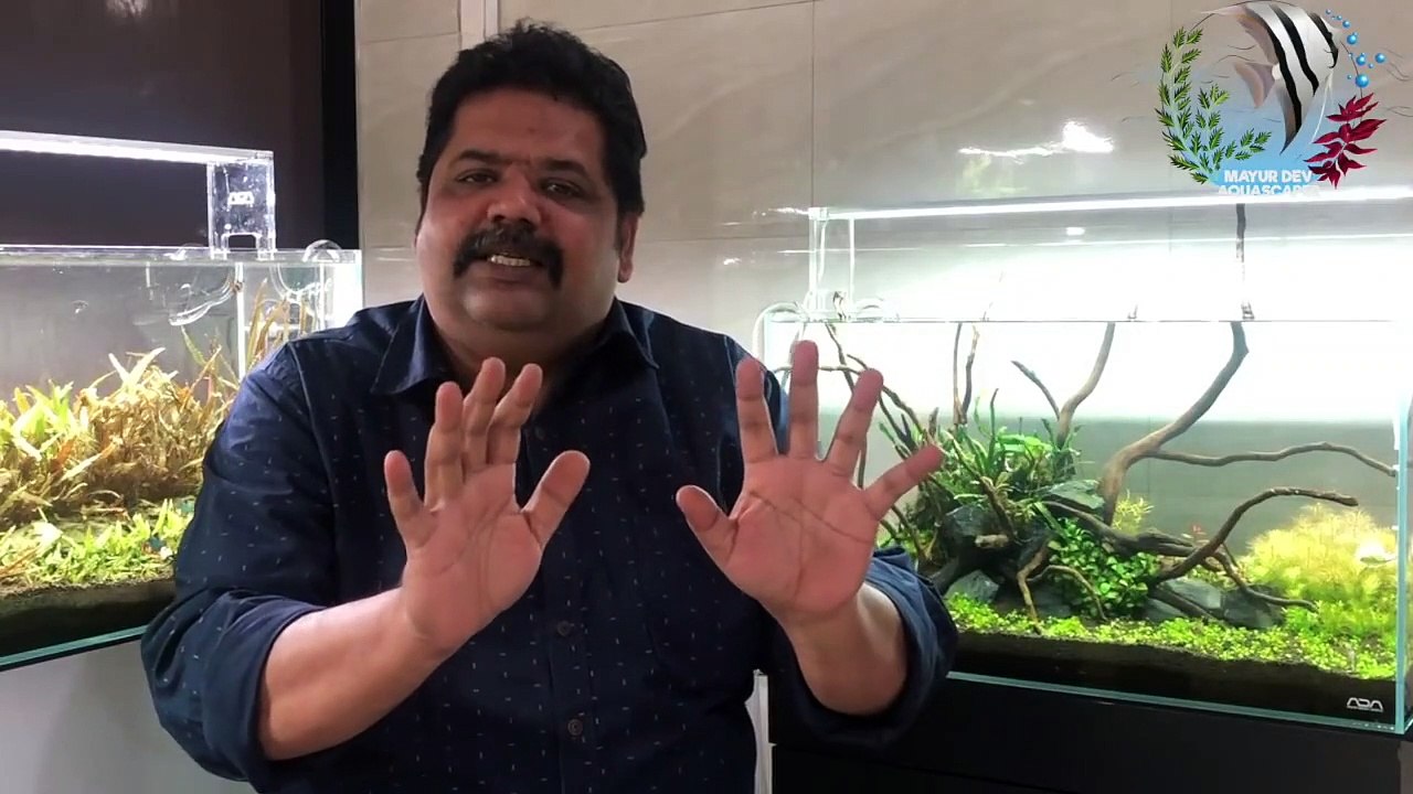 HOW not to make Beginner Mistakes | Top 10 Do Nots to Setup Aquarium | How Fish Die in New Aquarium