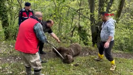 Belden aşağısı tutmayan ayıyı tedaviye aldılar