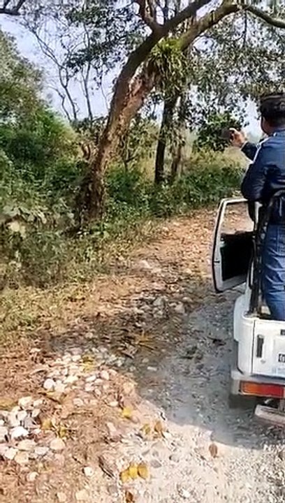 Des touristes se font charger par une maman rhinocéros et termine dans le fossé
