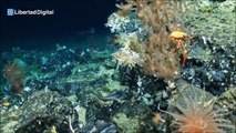 Descubren una nuevo coral a 500 metros de profundidad frente a Ecuador