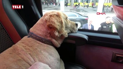 Bayram yolculuğuna çıkmak isteyen köpek, bileti olmadığı için otobüsten indirildi