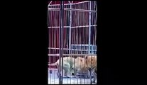 Leões fogem durante apresentação em circo e causam pânico em plateia