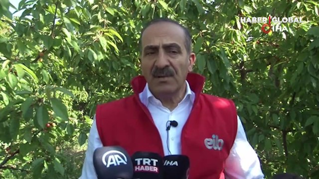 Açık artırma yapıldı... Sezonun ilk kirazı bakın kaç liradan satıldı