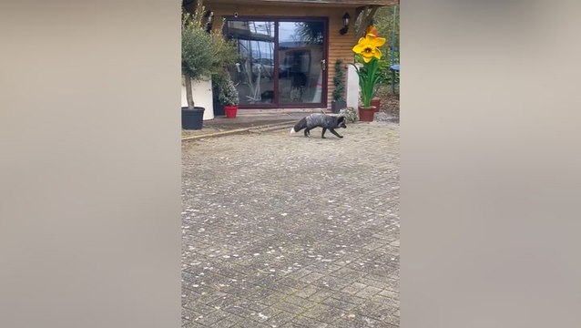 Watch: Rare black fox strolls around Welsh garden