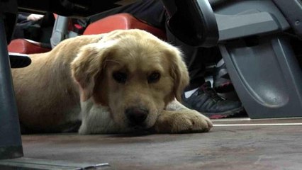Otobüsteki inatçı köpek polisin uyarısıyla indi
