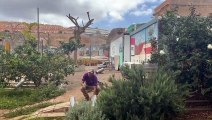 Trabajador del Cabildo revisando las trampas para lagartos gigantes en el huerto urbano de Luchana