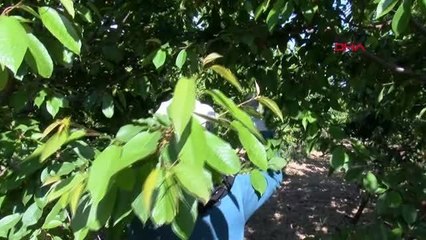 MANİSA'DA SEZONUN İLK KİRAZI 800 TL'DEN SATILDI