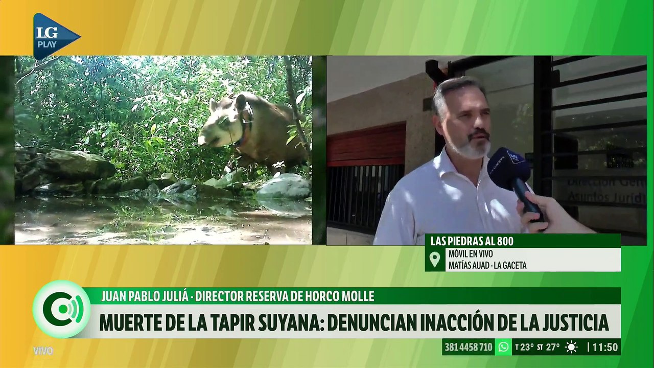Muerte de la tapir Suyana: denuncian inacción de la justicia