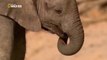 Elephants national geographic documentary  |  Forests | Wild animals | nature | National geographic