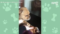 Jealous Dog Paws Owner's Hand Back From Petting Other Dog | Wild-ish TV