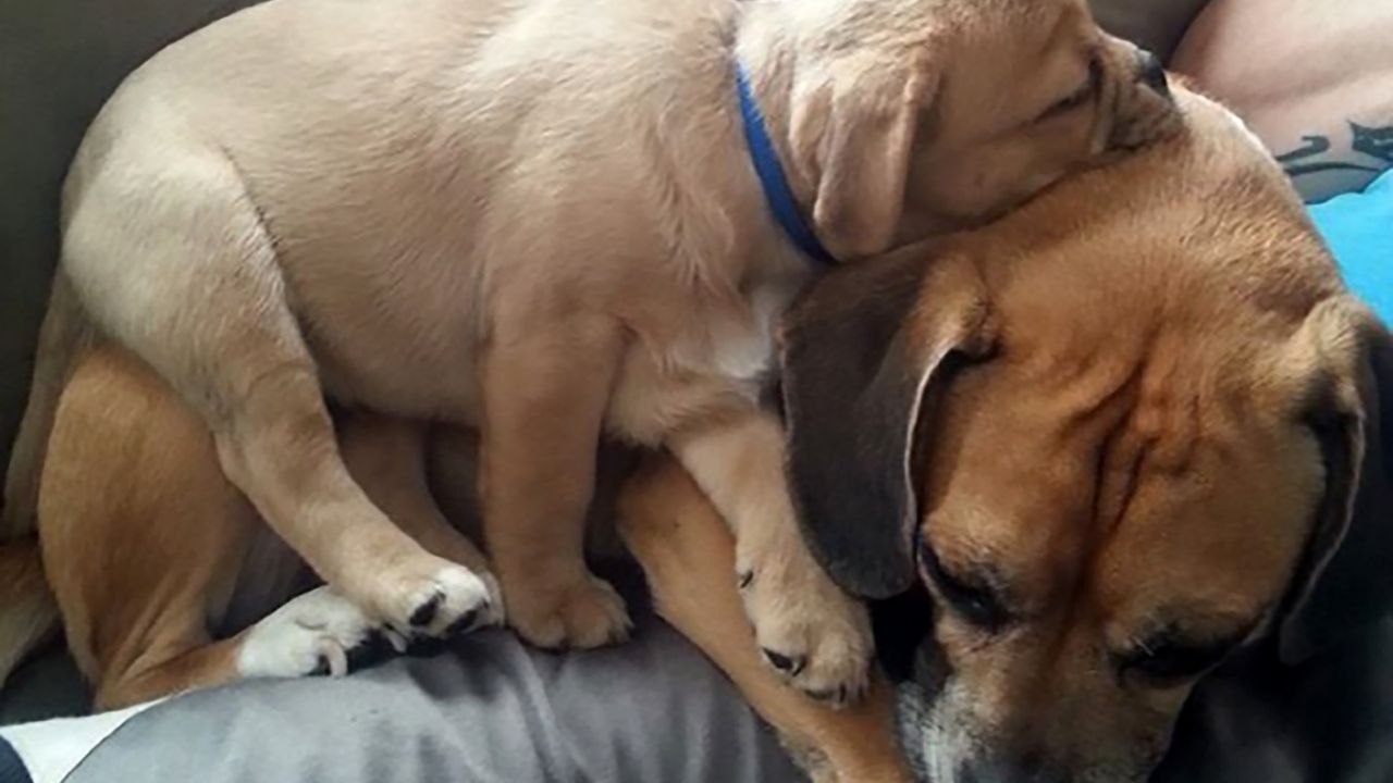 Jealous Dog Paws Owner's Hand Back From Petting Other Dog | Wild-ish TV