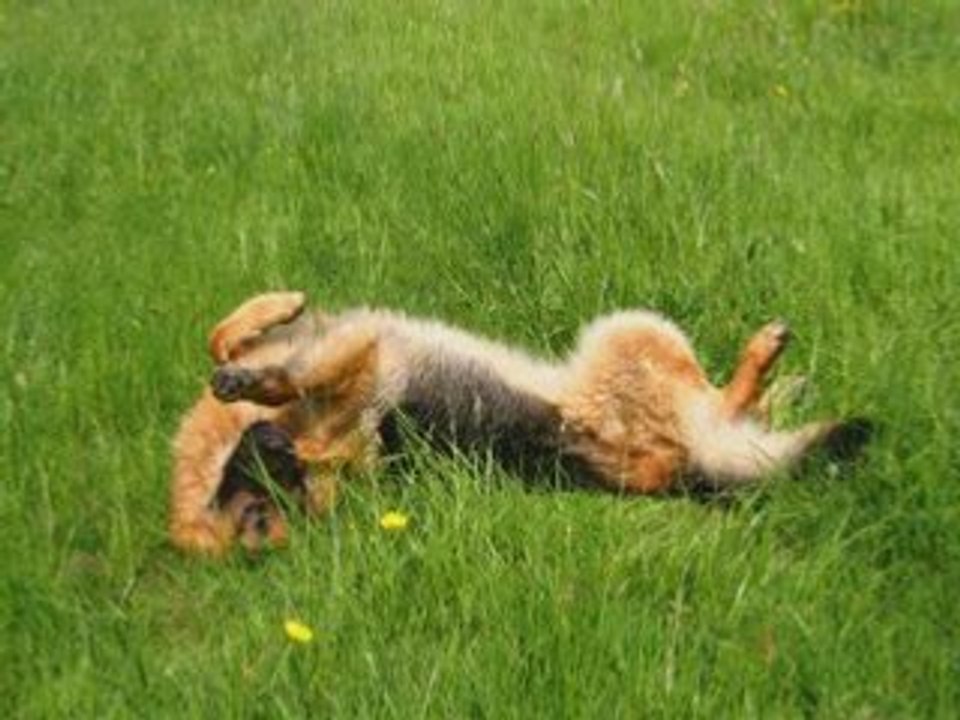 Berger Allemand - Cooper, Souvenirs de balades !