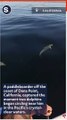 Dolphins Circle Paddleboarder in Crystal-Clear California Waters