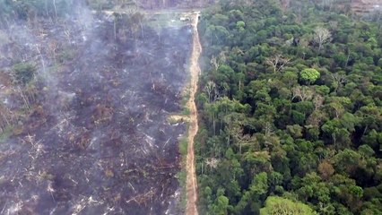 El Parlamento Europeo adopta ley contra la "deforestación importada"