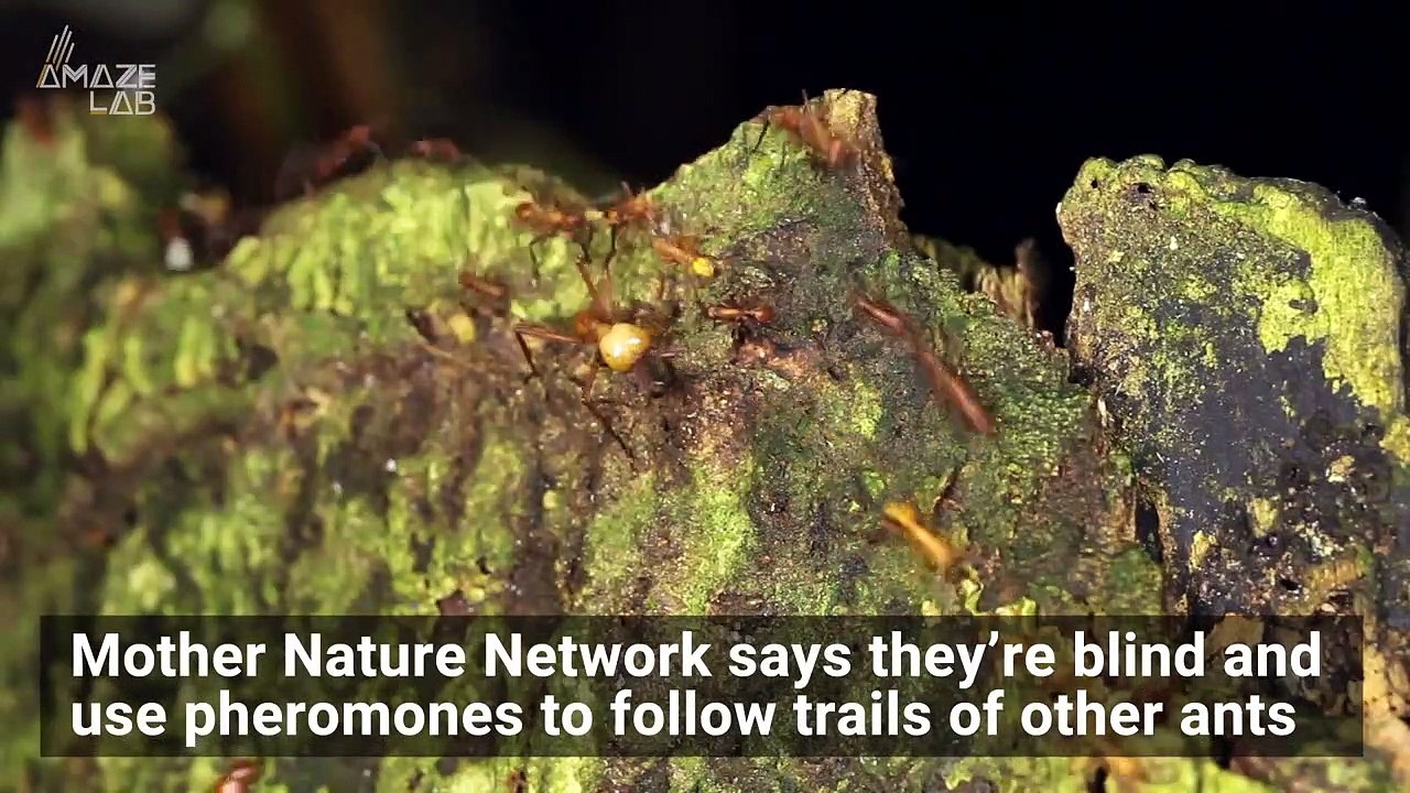 Take a Look at These ‘Death Circles’ Trapping These Army Ants