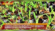Orquídea autóctona en peligro de extinción será reinsertada en la Selva Misionera
