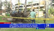 San Borja: una pareja y su mascota salvan de morir aplastados por un árbol