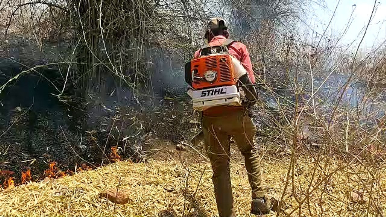 fire in forest