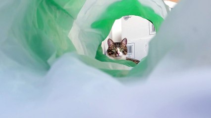 Looking through the Cat Tunnel