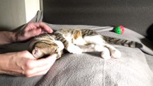 Sleepy Cat Stretchees