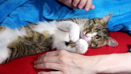 This Cat Sits with Me While I Watch TV