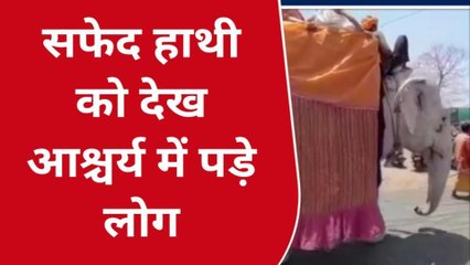 सागर की सड़कों पर सफेद हाथी दिखने से मचा हड़कंप,देखें Video