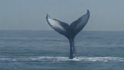 Magical Encounter with a Humpback Whale in the English Channel
