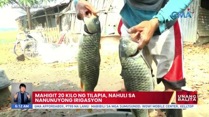 Mahigit 20 kilo ng tilapia, nahuli sa nanunuyong irigasyon | UB