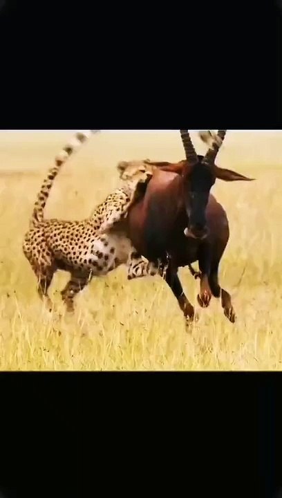 Cheetah attack on deer۔