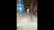 Videos de Risa - Animales - Perros y Gatos Chistosos _ CAIDAS Y VIDEOS GRACIOSOS 2020 (online-video-cutter.com)