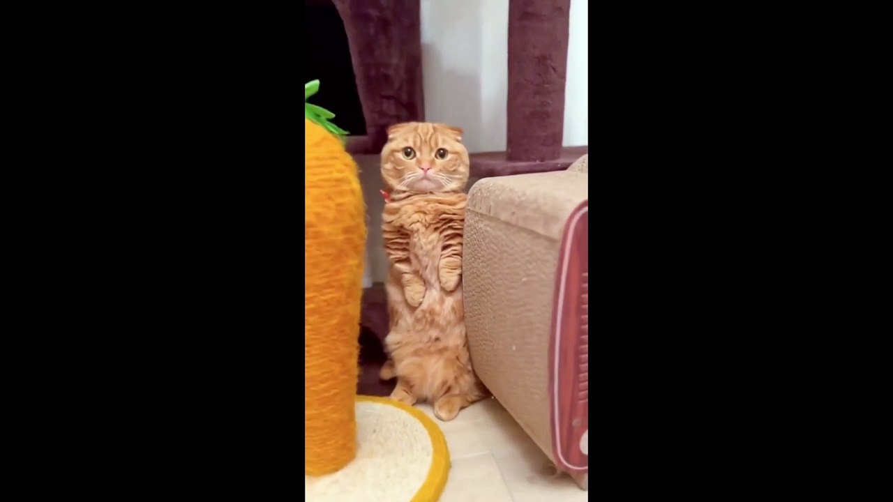 Cute & Funny Cat | Compilation #3